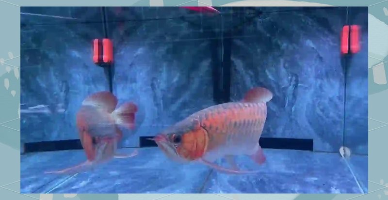 龍魚和泰國鯽魚混養嗎