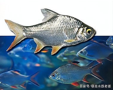 龍魚和泰國鯽魚混養嗎
