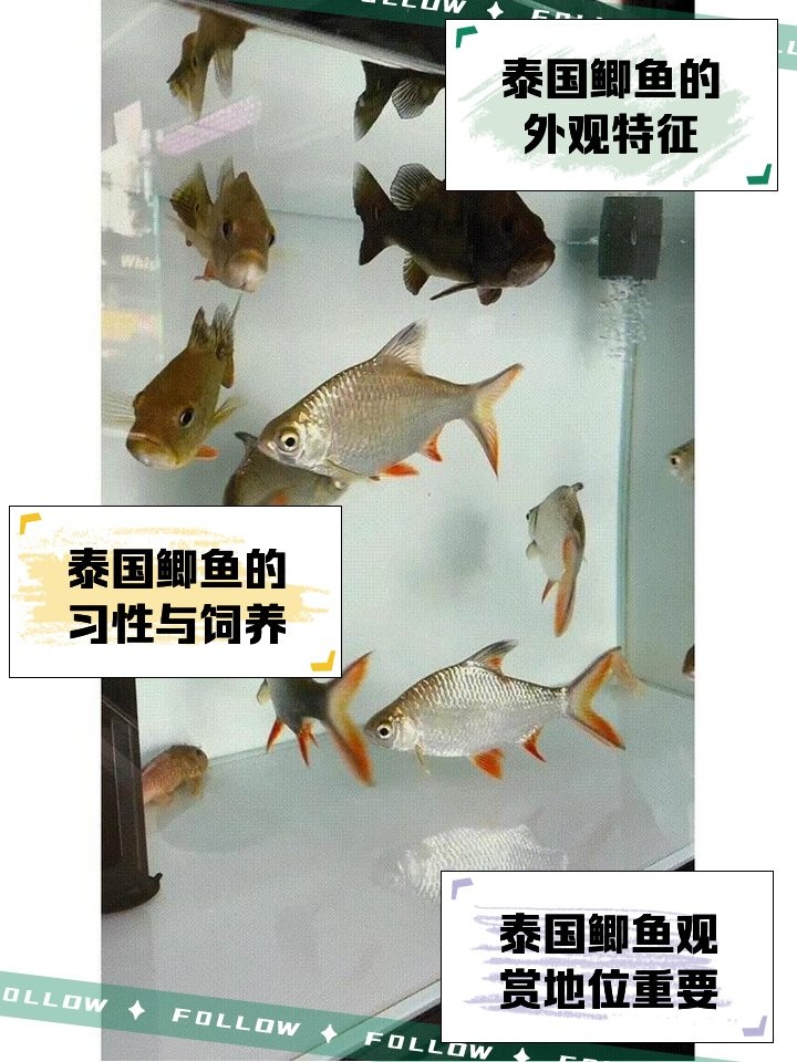 龍魚和泰國鯽魚混養嗎