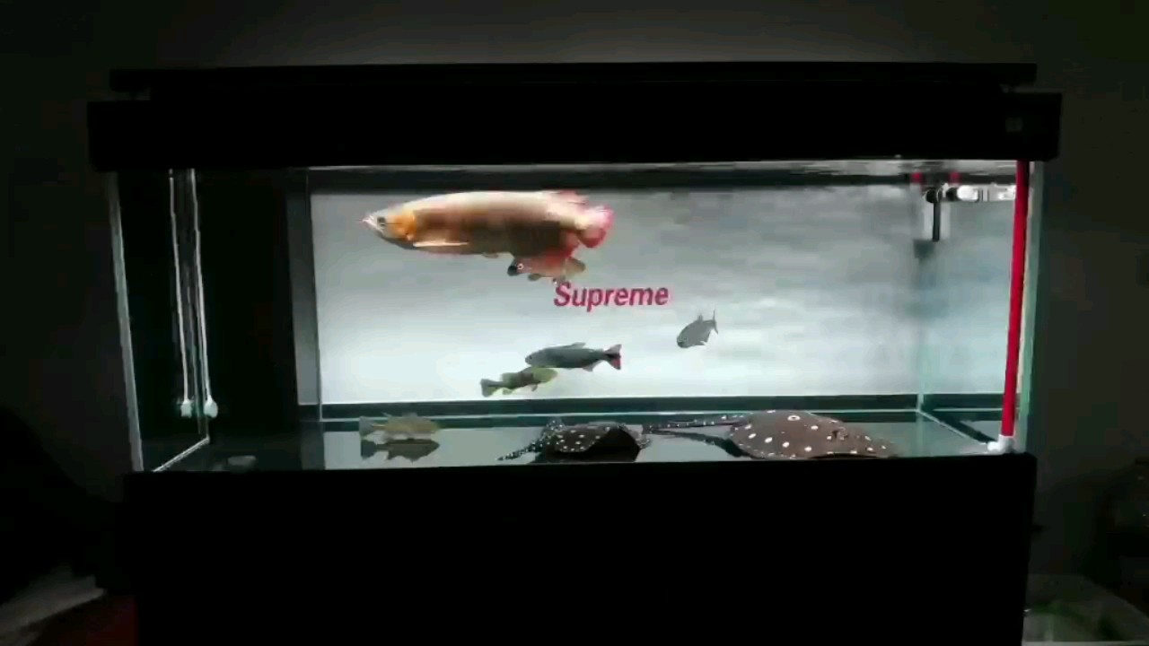 特魚氏水族讓你的魚兒生活得更舒服