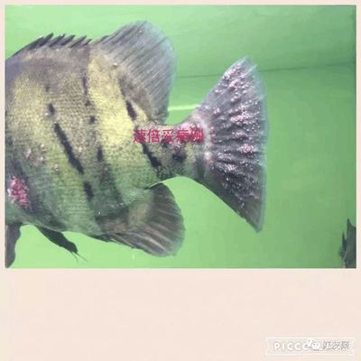 魟魚專用藥物治療案例：魟魚專用藥物治療方法 魟魚專用藥物治療案例：魟魚專用藥物治療方法 龍魚百科 第1張