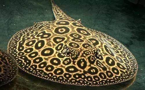 魟魚專用藥物治療案例：魟魚專用藥物治療方法 魟魚專用藥物治療案例：魟魚專用藥物治療方法 龍魚百科 第5張