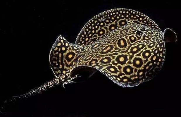 魟魚專用藥物治療案例：魟魚專用藥物治療方法 魟魚專用藥物治療案例：魟魚專用藥物治療方法 龍魚百科 第3張