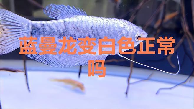藍曼龍魚發(fā)白