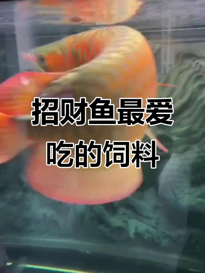 有哪些品牌的龍魚飼料推薦？