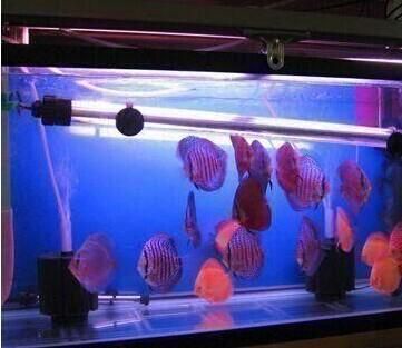 觀賞魚缸燈光的選擇：科學設置魚缸燈光時間科學設置魚缸燈光開關的知識 觀賞魚缸燈光的選擇：科學設置魚缸燈光時間科學設置魚缸燈光開關的知識 魚缸百科 第2張