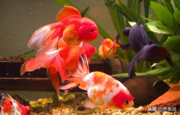 濮陽市華龍區龍興水族館（濮陽市華龍區龍興水族館電話）