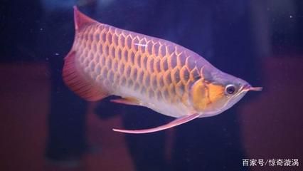 觀賞魚種類龍魚有哪些品種的：觀賞魚種類龍魚有哪些品種