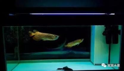 龍魚游到魚缸底部：龍魚為什么游到魚缸底部 龍魚游到魚缸底部：龍魚為什么游到魚缸底部 龍魚百科 第2張