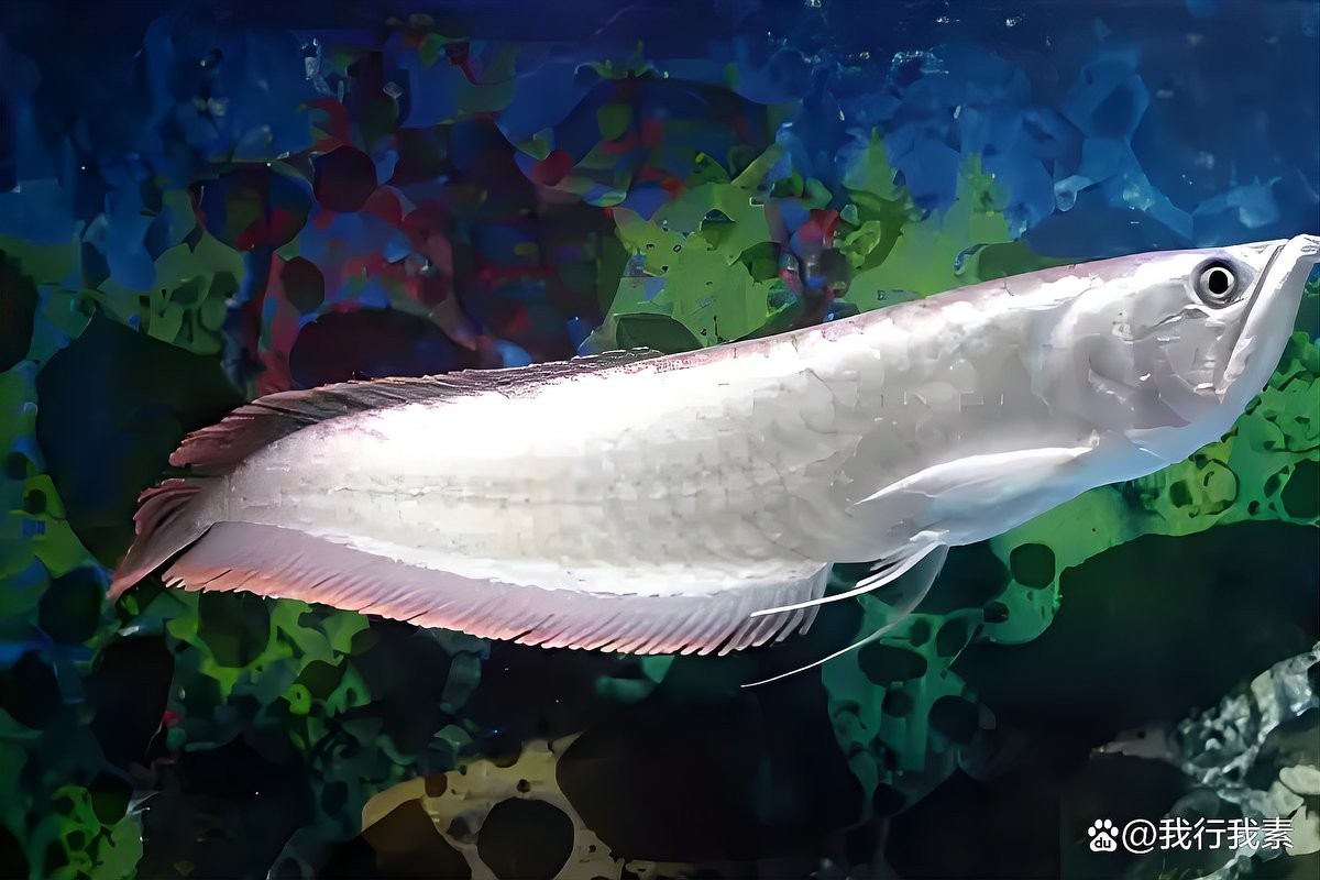 銀龍魚回來后多長時間開口吃食 銀龍魚回來后多長時間開口吃食 龍魚百科 第3張