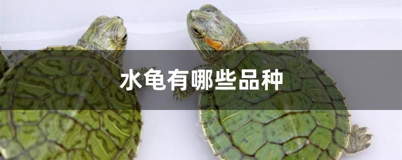 水龜有哪些品種 水龜有哪些品種 龍魚百科
