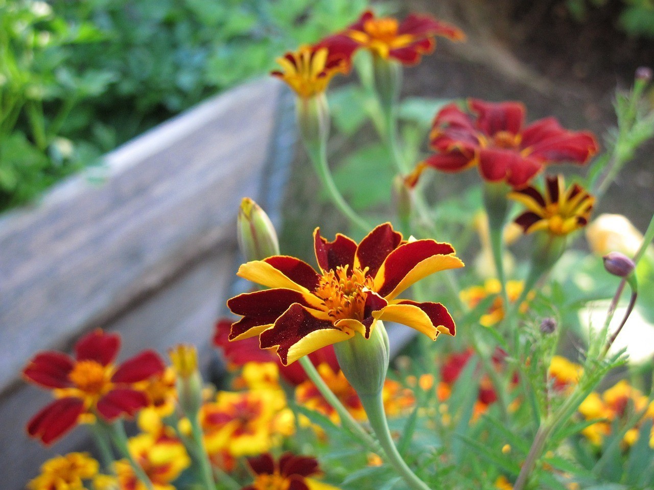 宿遷多彩花卉園藝有限公司（宿遷多彩花卉園藝有限公司招聘） 宿遷多彩花卉園藝有限公司（宿遷多彩花卉園藝有限公司招聘） 全國水族館企業名錄 第1張