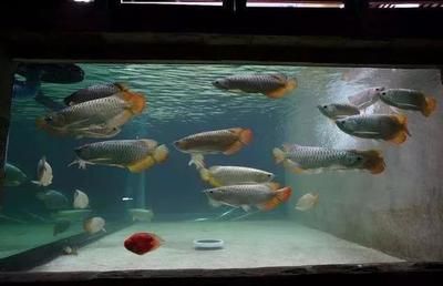 養龍魚換水后放什么（養龍魚換水后的注意事項） 養龍魚換水后放什么（養龍魚換水后的注意事項） 龍魚百科 第5張