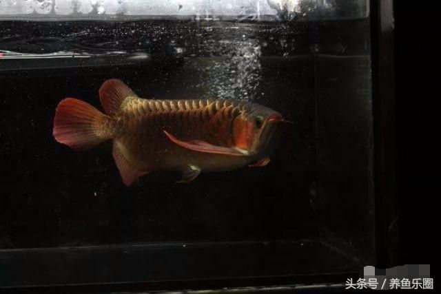 養龍魚換水后放什么（養龍魚換水后的注意事項） 養龍魚換水后放什么（養龍魚換水后的注意事項） 龍魚百科 第4張