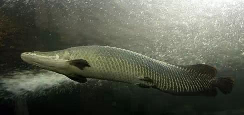 巨骨舌魚和龍魚是近親么：巨骨舌魚和龍魚在分類上是有區別的，但它們并不是近親