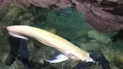 紅龍魚銀龍魚混養(yǎng)換水放多少鹽和其他消毒水【紅龍魚銀龍魚混養(yǎng)換水放鹽和消毒水的注意事項(xiàng)】