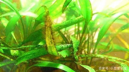 如何控制魚缸內水草密度：控制魚缸內水草密度的關鍵在于平衡光照、氧氣供應以及植物生長的空間