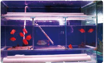 鋼化玻璃可不可以做魚缸（鋼化玻璃可以做魚缸嗎？）