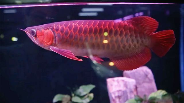 紅龍魚紀錄片在線觀看全集（redarowana紅龍魚紀錄片全集推薦）