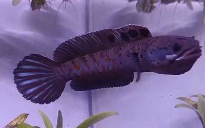 雷龍魚貴嗎？（雷龍魚養殖技巧分享：雷龍魚市場價格趨勢雷龍魚市場價格趨勢）
