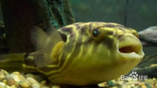 魚缸燈晚上關不關好？：狗頭魚缸燈晚上關不關好，魚缸光照科學管理了解魚缸光照的最佳實踐