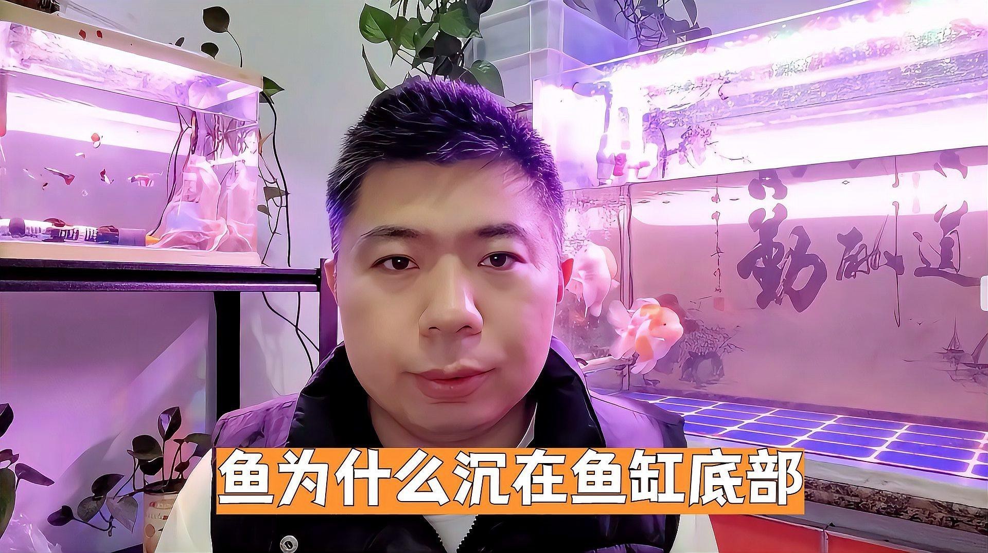 金龍魚為什么沉在魚缸底部 金龍魚為什么沉在魚缸底部 龍魚百科 第2張