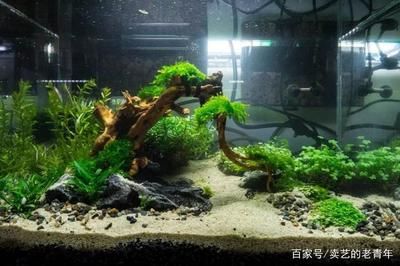 如何選擇合適的魚缸底砂：選擇合適的魚缸底砂是一個需要考慮多個因素的過程 如何選擇合適的魚缸底砂：選擇合適的魚缸底砂是一個需要考慮多個因素的過程 魚缸百科 第6張