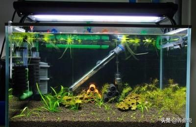 如何選擇合適的魚缸底砂：選擇合適的魚缸底砂是一個需要考慮多個因素的過程 如何選擇合適的魚缸底砂：選擇合適的魚缸底砂是一個需要考慮多個因素的過程 魚缸百科 第5張