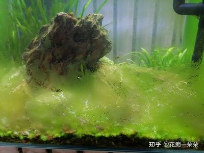 如何選擇合適的魚缸底砂：選擇合適的魚缸底砂是一個需要考慮多個因素的過程 如何選擇合適的魚缸底砂：選擇合適的魚缸底砂是一個需要考慮多個因素的過程 魚缸百科 第2張