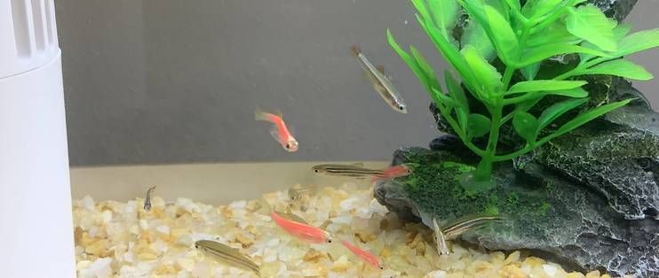 畫法幾何生態魚缸拆解：畫法幾何智能魚缸