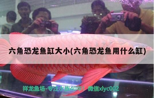 養六角恐龍魚缸內可以擺放什么：六角恐龍魚缸水草選擇指南,六角恐龍魚缸適宜水溫控制