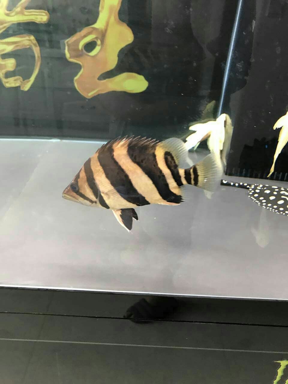 勸君惜取少年時、不要輕易開魚店二