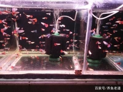 風水學中的魚缸布局秘籍在風水學中的魚缸布局秘籍在風水學中：店鋪魚缸擺放有講究