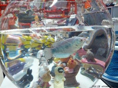 風水學中的魚缸布局秘籍在風水學中的魚缸布局秘籍在風水學中：店鋪魚缸擺放有講究
