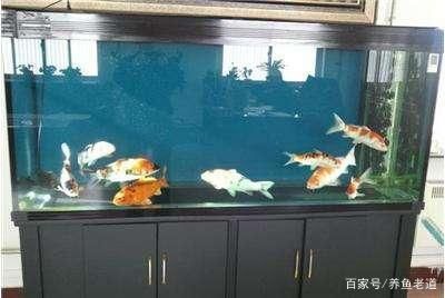 風水學中的魚缸布局秘籍在風水學中的魚缸布局秘籍在風水學中：店鋪魚缸擺放有講究