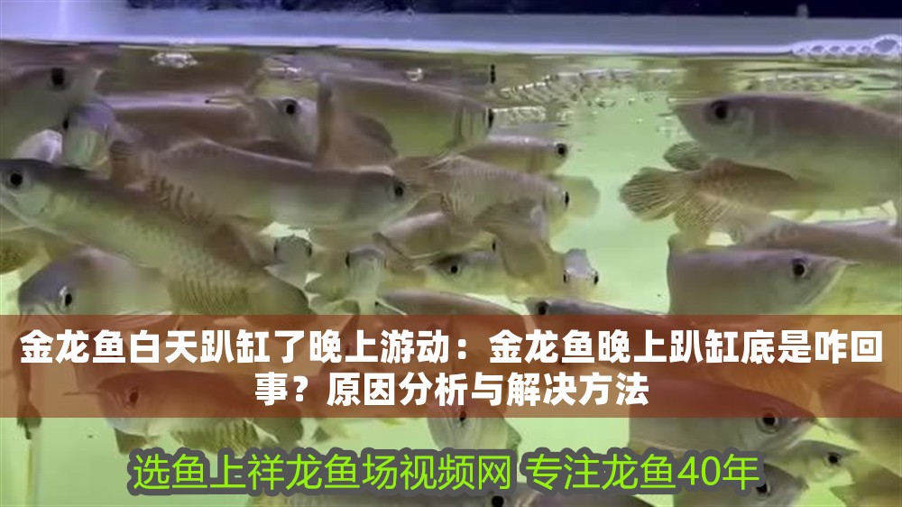 金龍魚白天趴缸了晚上游動：金龍魚晚上趴缸底是咋回事？原因分析與解決方法 金龍魚白天趴缸了晚上游動：金龍魚晚上趴缸底是咋回事？原因分析與解決方法 龍魚百科 第1張