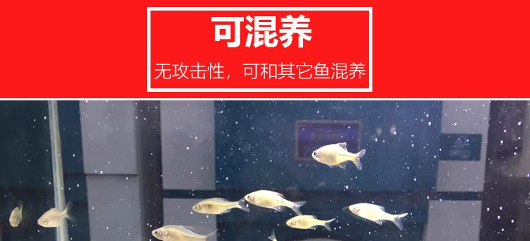 養旁皮魚缸需配什么燈：養旁皮魚缸需配什么燈，旁皮魚缸配置燈具的需求