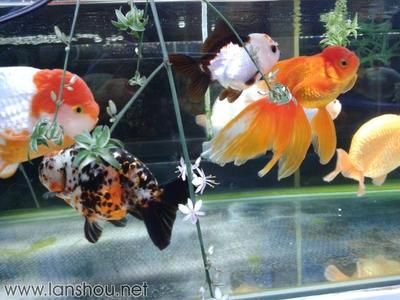 養旁皮魚缸需配什么燈：養旁皮魚缸需配什么燈，旁皮魚缸配置燈具的需求