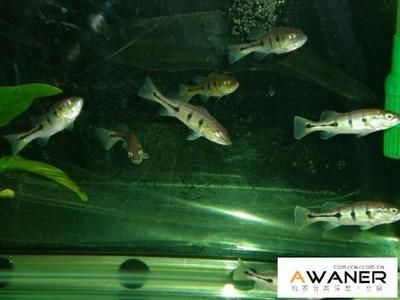 養旁皮魚缸需配什么燈：養旁皮魚缸需配什么燈，旁皮魚缸配置燈具的需求