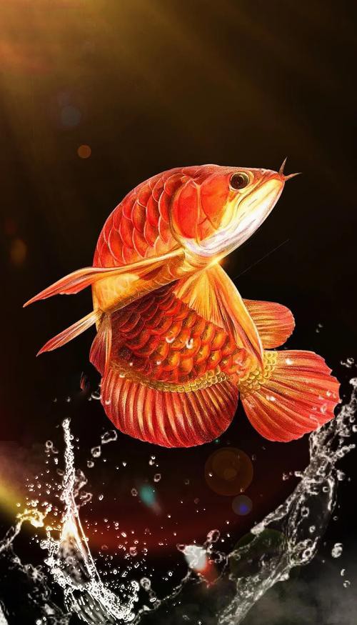 淡水金龍魚圖片高清大圖