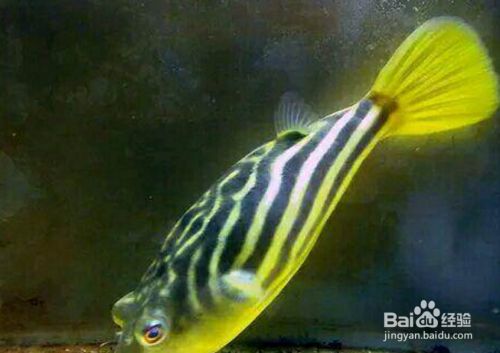 狗頭魚飼養缸體大小的建議：關于狗頭魚飼養缸體大小的建議