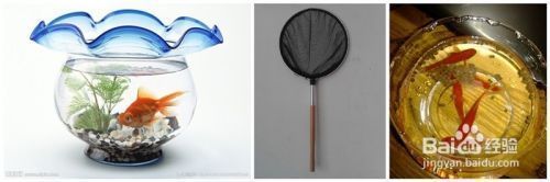混養(yǎng)魚缸消毒頻率建議：混養(yǎng)魚缸的消毒頻率應根據(jù)魚的種類、數(shù)量以及水質(zhì)情況進行調(diào)整