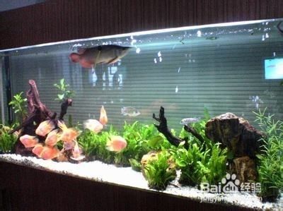 混養魚缸消毒頻率建議：混養魚缸的消毒頻率應根據魚的種類、數量以及水質情況進行調整