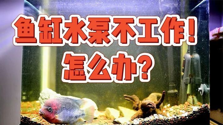 沁魚缸 水泵無反應：沁魚缸水泵堵塞清理技巧魚缸水泵堵塞清理技巧