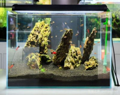 魚(yú)缸性價(jià)比高的品牌（森森玻璃生態(tài)魚(yú)缸價(jià)格適合家庭使用這些品牌）