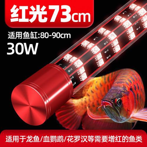 養金龍魚需要什么燈多少錢 龍魚百科 第4張 養金龍魚需要什么燈多少錢 養金龍魚需要什么燈多少錢 龍魚百科 第4張