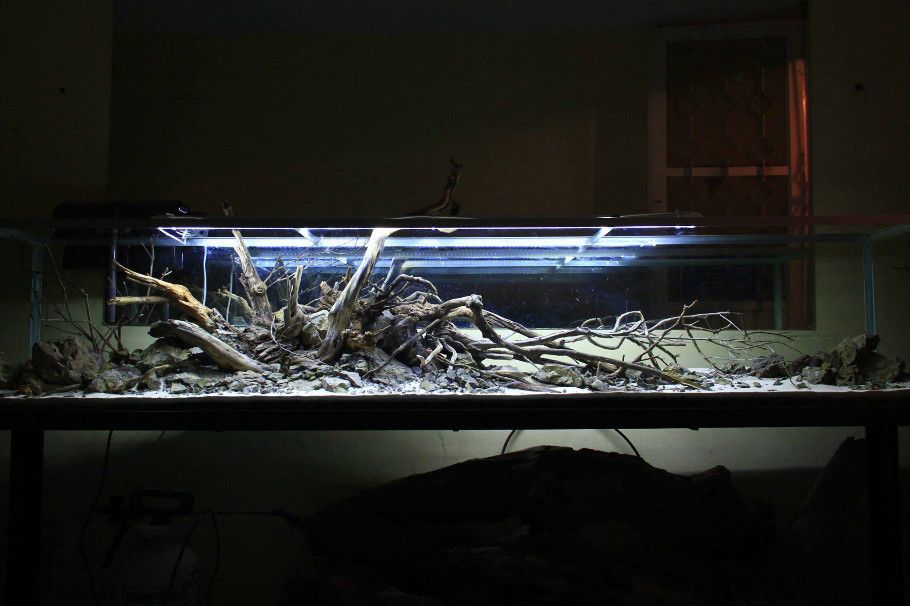 魚缸水質管理的重要性：放魚缸的木頭前期處理是非常重要的一步，可以確保木頭不會負面影響