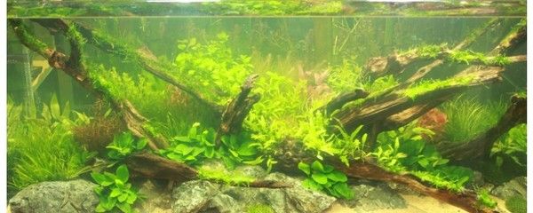 魚缸水質管理的重要性：放魚缸的木頭前期處理是非常重要的一步，可以確保木頭不會負面影響