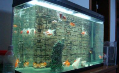 淡水魚缸要加鹽嗎（鹽在淡水魚缸中的作用）