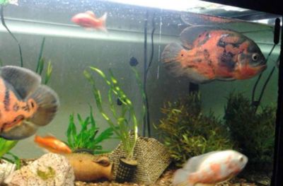 淡水魚缸要加鹽嗎（鹽在淡水魚缸中的作用）